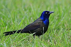 Common Grackle